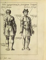 An illustration from Miscellanea Curiosa, sive Ephemiridum Medico-Physicarum Germanicarum Academiae Naturae Curiosorum (1686)