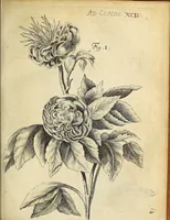 An illustration from Miscellanea Curiosa Medico-Physica Academiae Naturae Curiosorum (1676)
