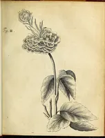 Picture 11 of 62 from Miscellanea Curiosa Medico-Physica Academiae Naturae Curiosorum (1676), leaf 114