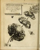 An illustration from Miscellanea Curiosa Medico-Physica Academiae Naturae Curiosorum (1676)