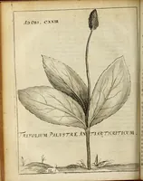 Picture 15 of 62 from Miscellanea Curiosa Medico-Physica Academiae Naturae Curiosorum (1676), leaf 157