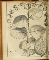 An illustration from Miscellanea Curiosa Medico-Physica Academiae Naturae Curiosorum (1676)