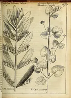 Picture 21 of 62 from Miscellanea Curiosa Medico-Physica Academiae Naturae Curiosorum (1676), leaf 178