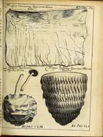 Picture 25 of 62 from Miscellanea Curiosa Medico-Physica Academiae Naturae Curiosorum (1676), leaf 230