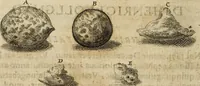Picture 31 of 62 from Miscellanea Curiosa Medico-Physica Academiae Naturae Curiosorum (1676), leaf 269