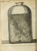 Picture 33 of 62 from Miscellanea Curiosa Medico-Physica Academiae Naturae Curiosorum (1676), leaf 279