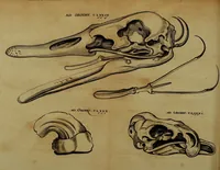 Picture 35 of 62 from Miscellanea Curiosa Medico-Physica Academiae Naturae Curiosorum (1676), leaf 286