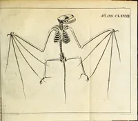An illustration from Miscellanea Curiosa Medico-Physica Academiae Naturae Curiosorum (1676)