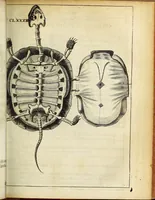 An illustration from Miscellanea Curiosa Medico-Physica Academiae Naturae Curiosorum (1676)