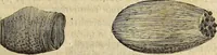 An illustration from Miscellanea Curiosa Medico-Physica Academiae Naturae Curiosorum (1676)