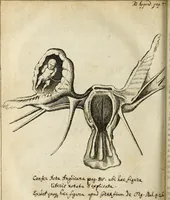 An illustration from Miscellanea Curiosa Medico-Physica Academiae Naturae Curiosorum (1676)