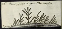 Picture 53 of 62 from Miscellanea Curiosa Medico-Physica Academiae Naturae Curiosorum (1676), leaf 567