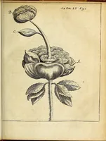 An illustration from Miscellanea Curiosa Medico-Physica Academiae Naturae Curiosorum (1676)