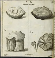 An illustration from Miscellanea Curiosa Medico-Physica Academiae Naturae Curiosorum (1676)