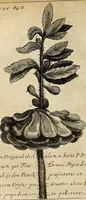 Picture 5 of 62 from Miscellanea Curiosa Medico-Physica Academiae Naturae Curiosorum (1676), leaf 63