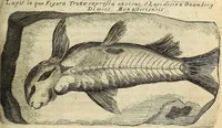An illustration from Miscellanea Curiosa Medico-Physica Academiae Naturae Curiosorum (1676)