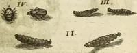 An illustration from Miscellanea Curiosa Medico-Physica Academiae Naturae Curiosorum (1676)