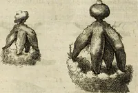 Picture 9 of 62 from Miscellanea Curiosa Medico-Physica Academiae Naturae Curiosorum (1676), leaf 99