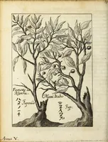 An illustration from Miscellanea Curiosa, sive Ephemiridum Medico-Physicarum Germanicarum Academiae Naturae Curiosorum (1687)