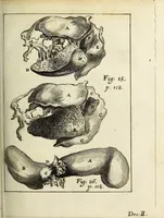 Picture 4 of 20 from Miscellanea Curiosa, sive Ephemiridum Medico-Physicarum Germanicarum Academiae Naturae Curiosorum (1687), leaf 171