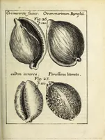 Picture 6 of 20 from Miscellanea Curiosa, sive Ephemiridum Medico-Physicarum Germanicarum Academiae Naturae Curiosorum (1687), leaf 285