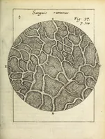 An illustration from Miscellanea Curiosa, sive Ephemiridum Medico-Physicarum Germanicarum Academiae Naturae Curiosorum (1687)