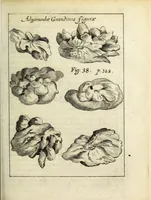 Picture 9 of 20 from Miscellanea Curiosa, sive Ephemiridum Medico-Physicarum Germanicarum Academiae Naturae Curiosorum (1687), leaf 407