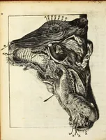 An illustration from Miscellanea Curiosa, sive Ephemiridum Medico-Physicarum Germanicarum Academiae Naturae Curiosorum (1687)