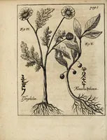 An illustration from Miscellanea Curiosa, sive Ephemiridum Medico-Physicarum Germanicarum Academiae Naturae Curiosorum (1700)