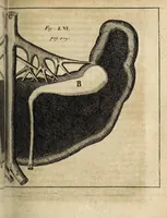 Picture 16 of 31 from Miscellanea Curiosa, sive Ephemiridum Medico-Physicarum Germanicarum Academiae Naturae Curiosorum (1700), leaf 469
