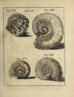 An illustration from Miscellanea Curiosa, sive Ephemiridum Medico-Physicarum Germanicarum Academiae Naturae Curiosorum (1700)