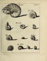 An illustration from Miscellanea Curiosa, sive Ephemiridum Medico-Physicarum Germanicarum Academiae Naturae Curiosorum (1700)