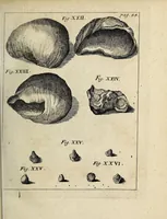 An illustration from Miscellanea Curiosa, sive Ephemiridum Medico-Physicarum Germanicarum Academiae Naturae Curiosorum (1700)