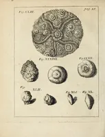 Picture 11 of 31 from Miscellanea Curiosa, sive Ephemiridum Medico-Physicarum Germanicarum Academiae Naturae Curiosorum (1700), leaf 80