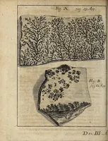 Picture 23 of 31 from Miscellanea Curiosa, sive Ephemiridum Medico-Physicarum Germanicarum Academiae Naturae Curiosorum (1700), leaf 820