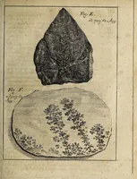 Picture 24 of 31 from Miscellanea Curiosa, sive Ephemiridum Medico-Physicarum Germanicarum Academiae Naturae Curiosorum (1700), leaf 827