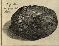Picture 27 of 31 from Miscellanea Curiosa, sive Ephemiridum Medico-Physicarum Germanicarum Academiae Naturae Curiosorum (1700), leaf 836