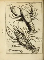 Picture 4 of 19 from Miscellanea Curiosa, sive Ephemiridum Medico-Physicarum Germanicarum Academiae Naturae Curiosorum (1688), leaf 120