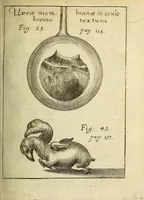 Picture 5 of 19 from Miscellanea Curiosa, sive Ephemiridum Medico-Physicarum Germanicarum Academiae Naturae Curiosorum (1688), leaf 177