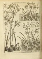 An illustration from Miscellanea Curiosa, sive Ephemiridum Medico-Physicarum Germanicarum Academiae Naturae Curiosorum (1688)