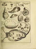 Picture 8 of 19 from Miscellanea Curiosa, sive Ephemiridum Medico-Physicarum Germanicarum Academiae Naturae Curiosorum (1688), leaf 285