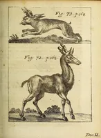 Picture 11 of 19 from Miscellanea Curiosa, sive Ephemiridum Medico-Physicarum Germanicarum Academiae Naturae Curiosorum (1688), leaf 455