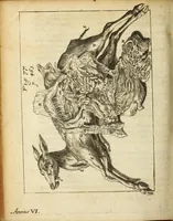 An illustration from Miscellanea Curiosa, sive Ephemiridum Medico-Physicarum Germanicarum Academiae Naturae Curiosorum (1688)