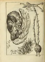 An illustration from Miscellanea Curiosa, sive Ephemiridum Medico-Physicarum Germanicarum Academiae Naturae Curiosorum (1688)