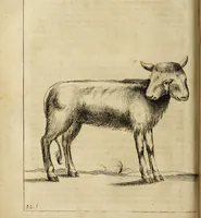 An illustration from Miscellanea Curiosa Medico-Physica Academiae Naturae Curiosorum (1677)