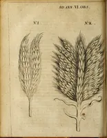 Picture 13 of 43 from Miscellanea Curiosa Medico-Physica Academiae Naturae Curiosorum (1677), leaf 173