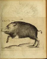 An illustration from Miscellanea Curiosa Medico-Physica Academiae Naturae Curiosorum (1677)