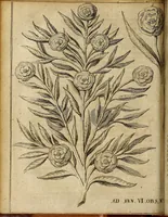 An illustration from Miscellanea Curiosa Medico-Physica Academiae Naturae Curiosorum (1677)