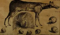 Picture 17 of 43 from Miscellanea Curiosa Medico-Physica Academiae Naturae Curiosorum (1677), leaf 196