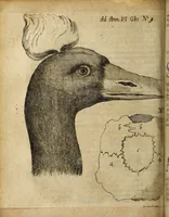 Picture 20 of 43 from Miscellanea Curiosa Medico-Physica Academiae Naturae Curiosorum (1677), leaf 271